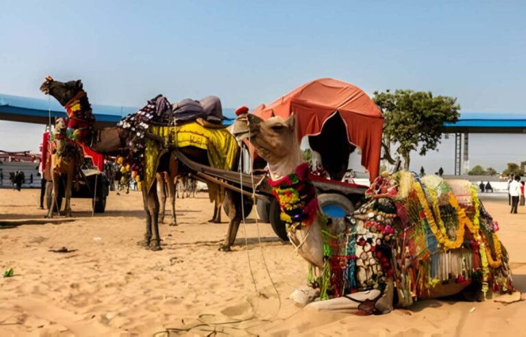 Camels and traders at the Pushkar fair, Rajasthan