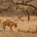 kanha national park in madhya pradesh