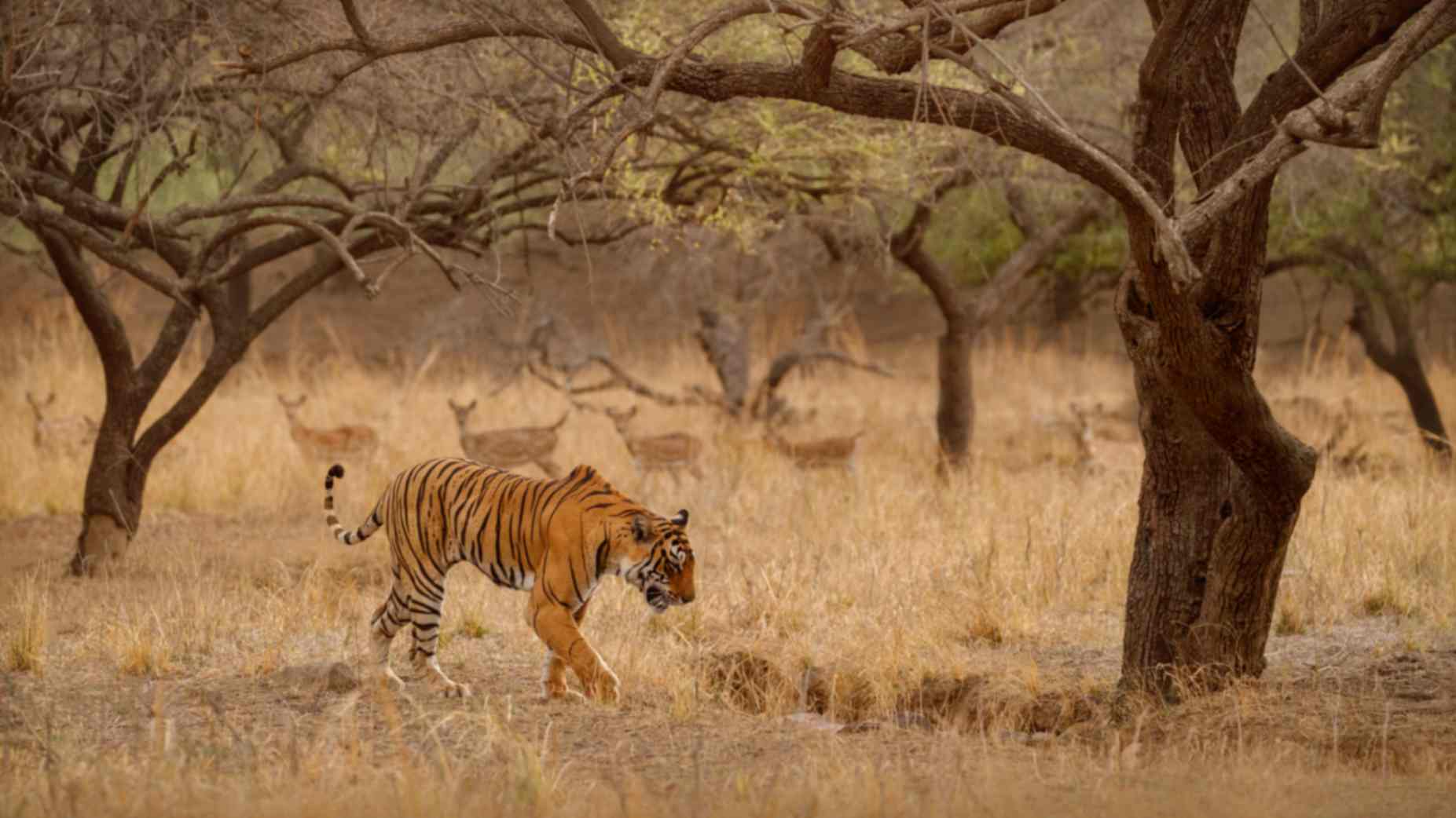 kanha national park in madhya pradesh