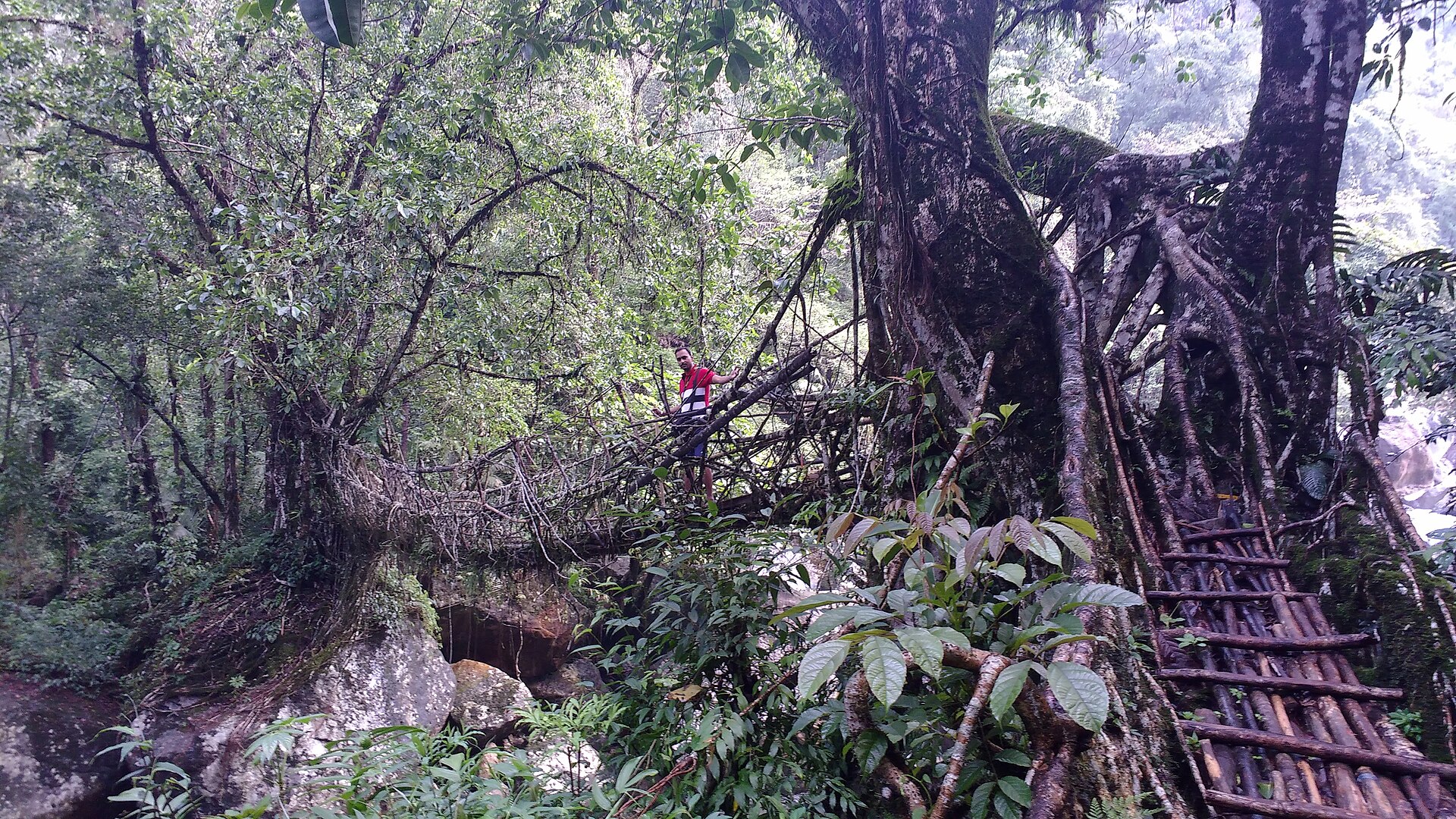 A living root bridge near Cherrapunji, Meghalaya