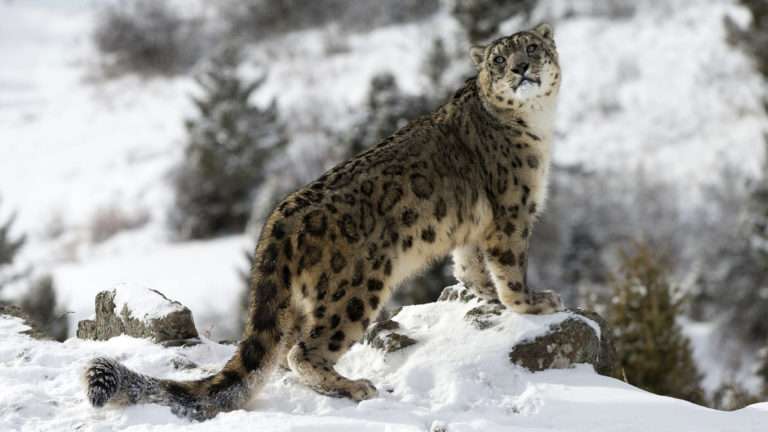 Exploring the Himalayan Mountains in Search of Snow Leopard