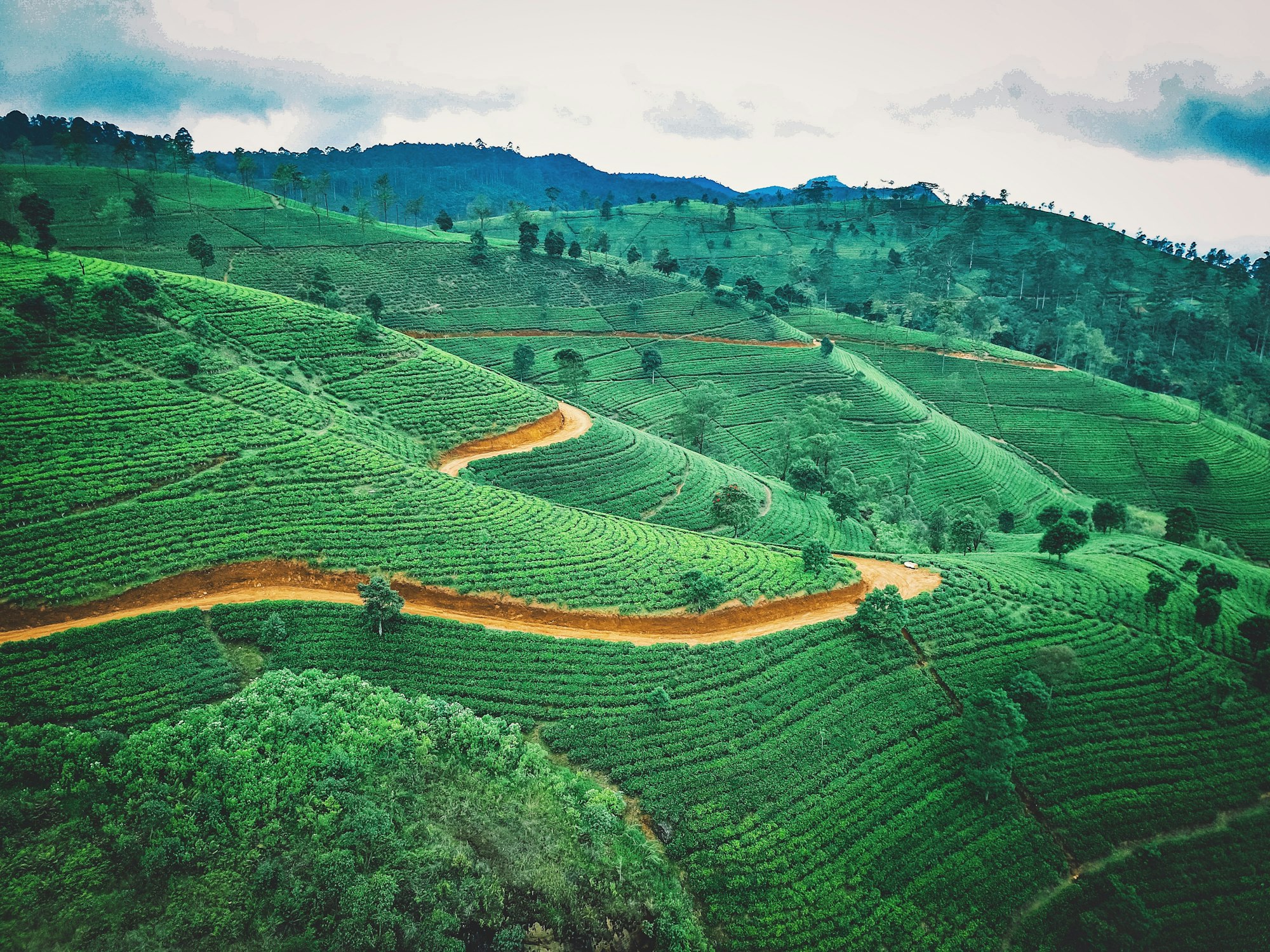 Tea plantations in the Sri Lankan hill country