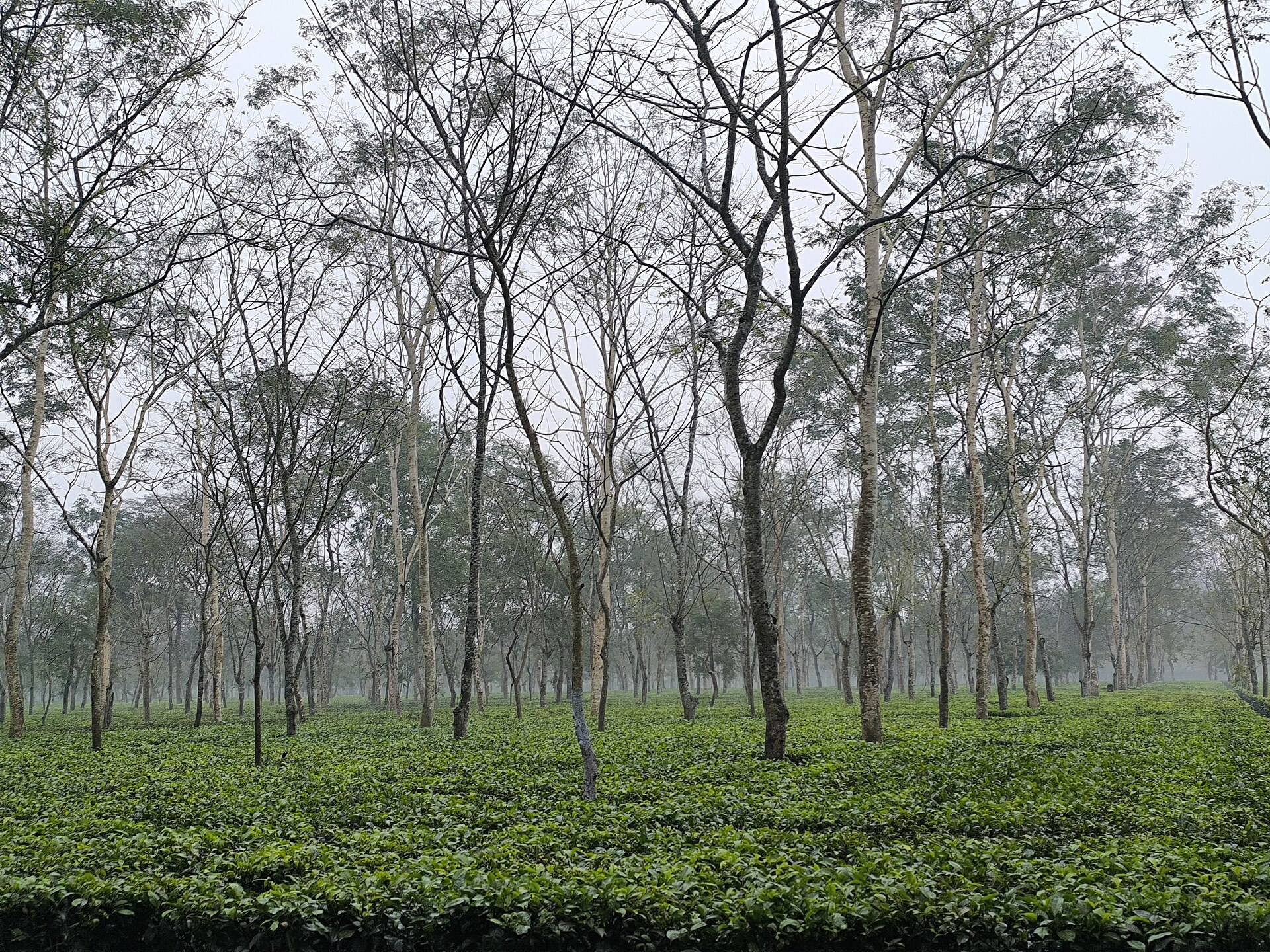 A tea garden near Dibrugarh in Upper Assam