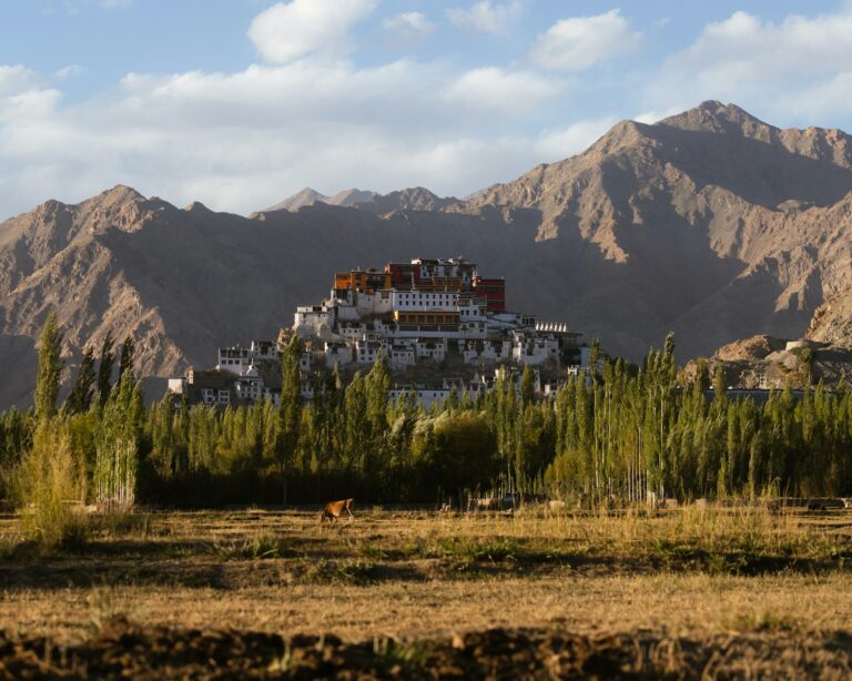 Thiksey Monastery rising above poplar trees in the Indus Valley, Ladakh