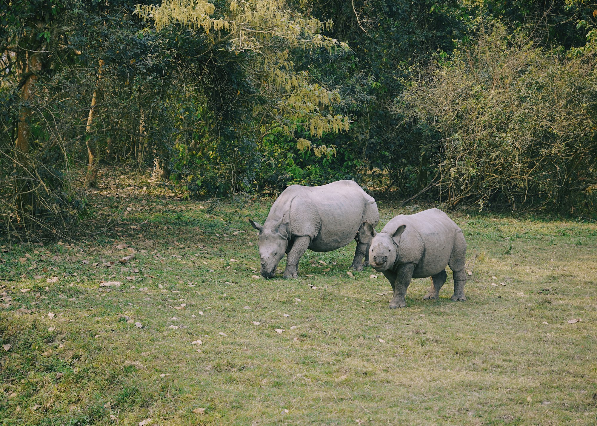 Two greater one-horned rhinos grazing in the grasslands of Kaziranga National Park, Assam